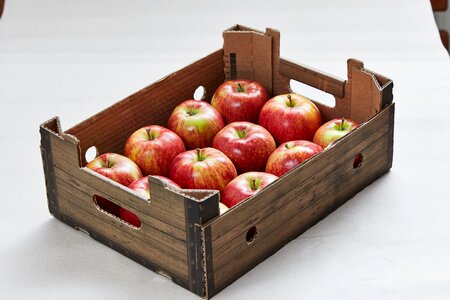 Nature apple orchard closeup photo