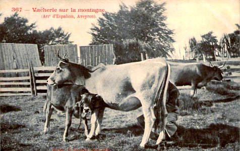 Aveyron - Vacherie sur la montagne 2