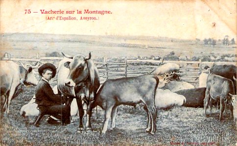 Aveyron - Vacherie sur la montagne 4