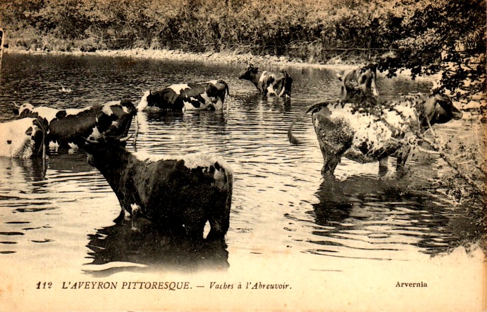 Aveyron Pittoresque 112 - Vaches à l'abreuvoir