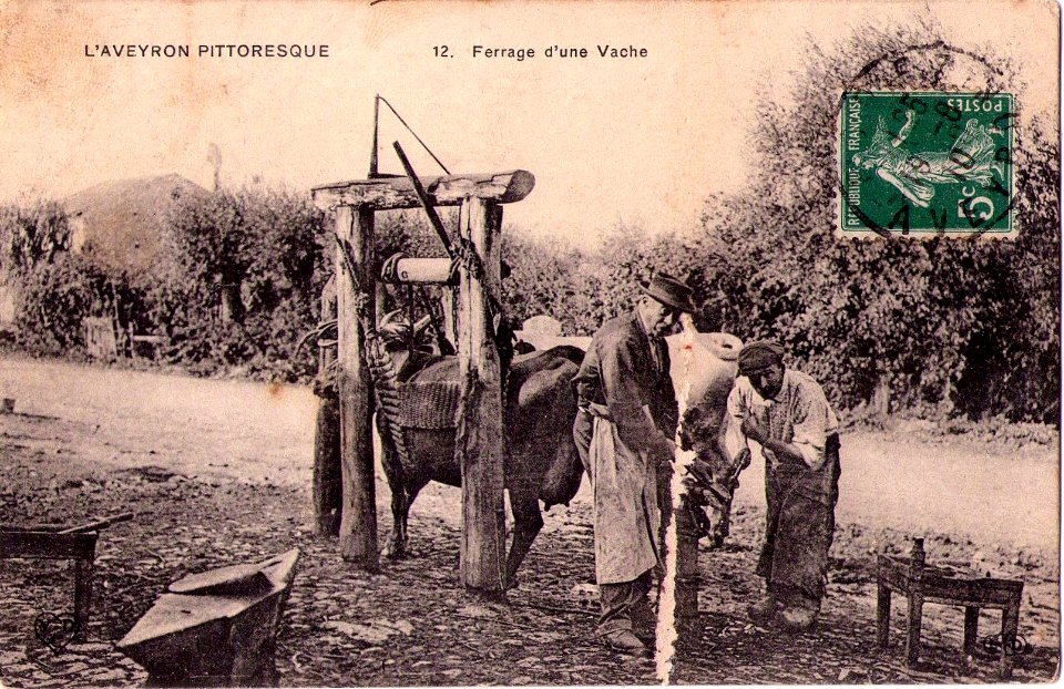 Aveyron Pittoresque 12 - Ferrage d'une vache