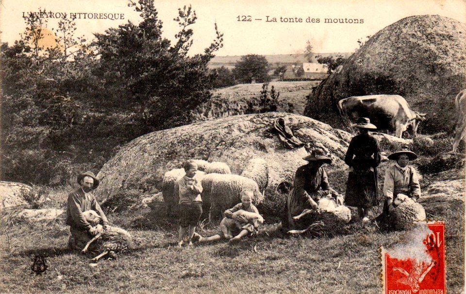 Aveyron Pittoresque 122 - La Tonte des Moutons