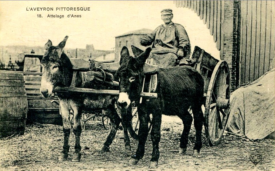 Aveyron Pittoresque 18 - Attelage d'Anes
