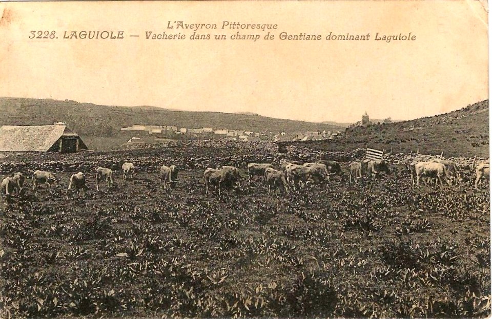 Aveyron Pittoresque 3228 - Laguiole - vacherie