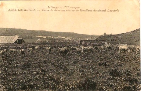Aveyron Pittoresque 3228 - Laguiole - vacherie