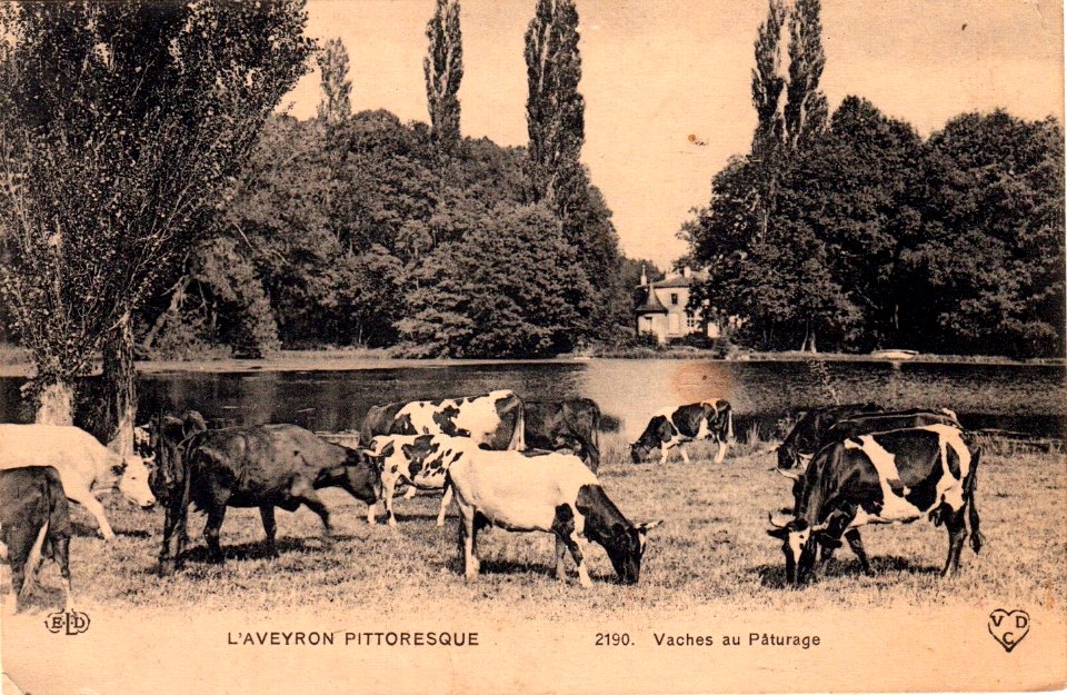 Aveyron Pittoresque 2190 - Vaches au pâturage