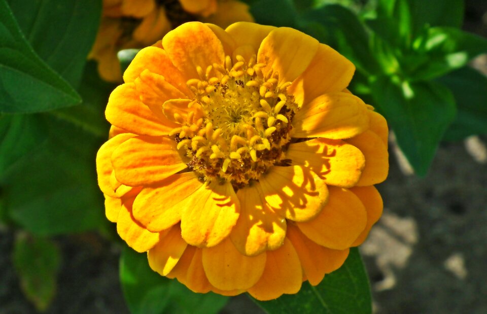 Yellow plant garden