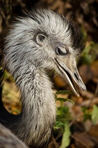 Flightless feather egg