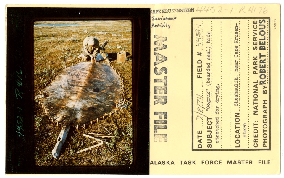 Oogruk (bearded seal) hide stretched for drying (32735813193)