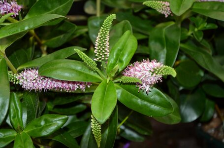 Green leaves garden nature flower