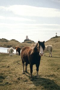 Grass highland lighthouse