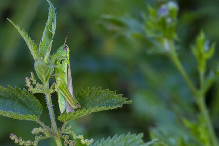 Grasshopper viridissima green
