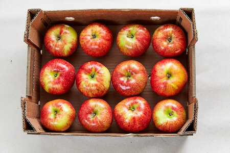 Nature apple orchard closeup