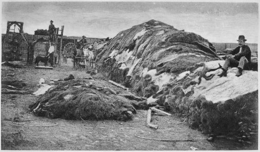 Rath & Wright's buffalo hide yard in 1878, showing 40,000 buffalo hides, Dodge City, Kansas. - NARA - 520093