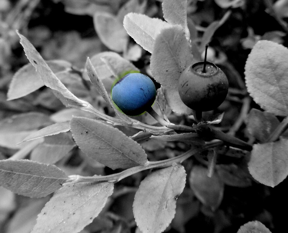 Forest blueberries berry