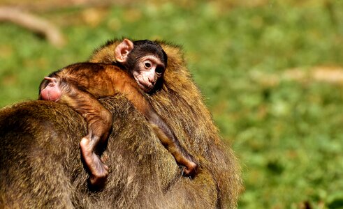 Endangered species monkey mountain salem animal