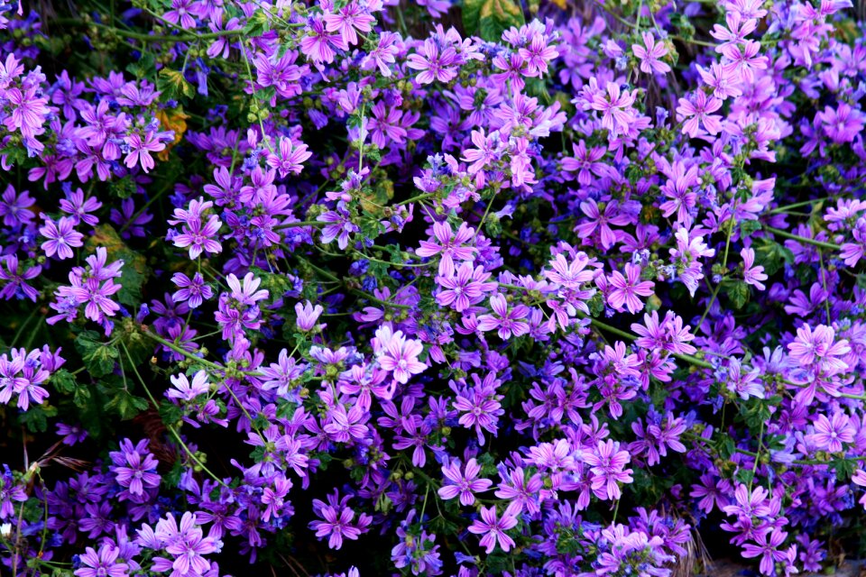 Wild geraniums spain madrid