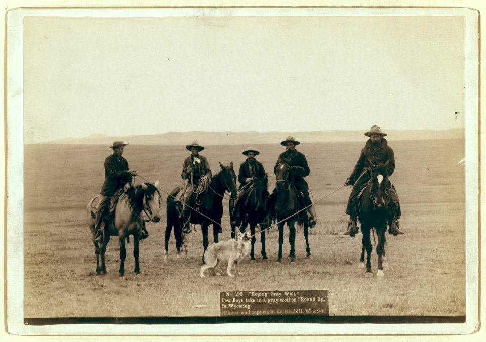Roping gray wolf, Cowboys take in a gray wolf on Round up, in Wyoming LCCN99613918