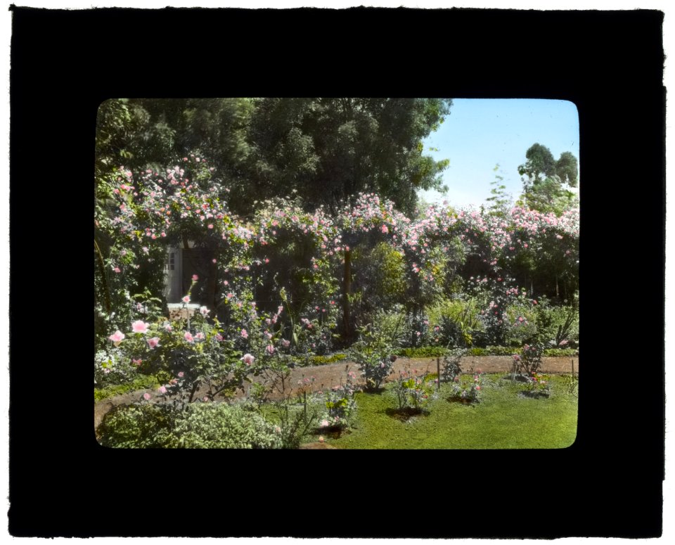 Senuelo, Edward Ditmars Wetmore house, Fairway Road, Montecito, California. Rose arbor LCCN2008679254