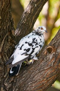 Feathered race wild pigeons nature photo