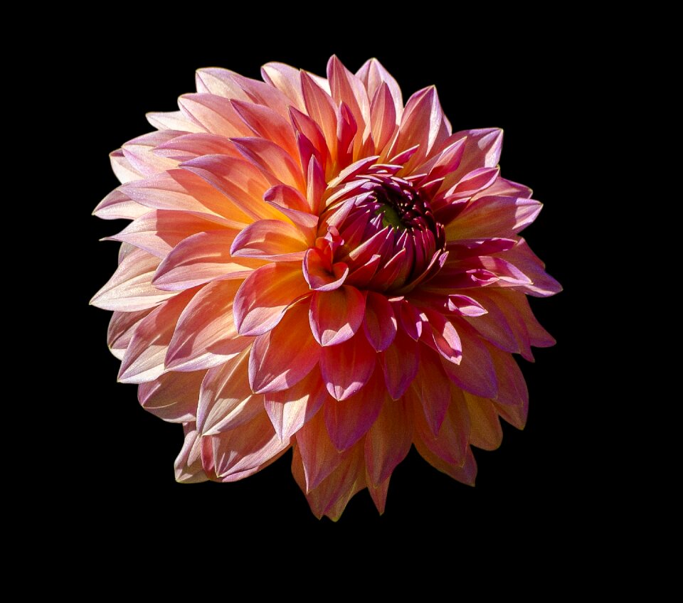 Nature floral blossom