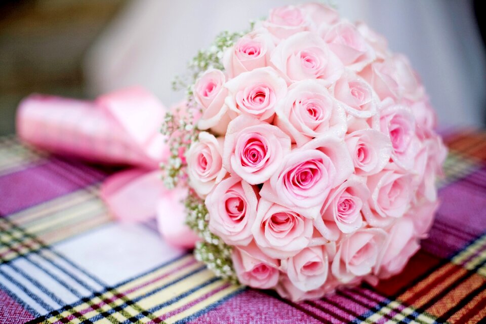 Rose roses Free photos