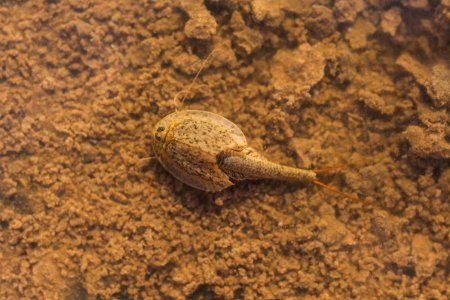 Tadpole Shrimp (36088421351)