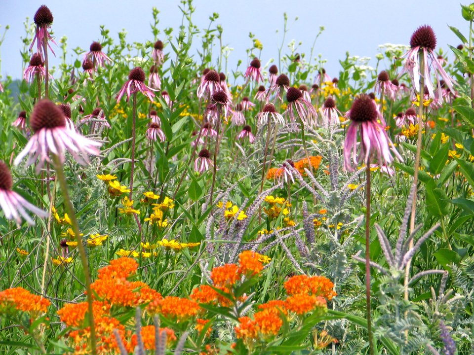 Tall grass prairie (709836035)