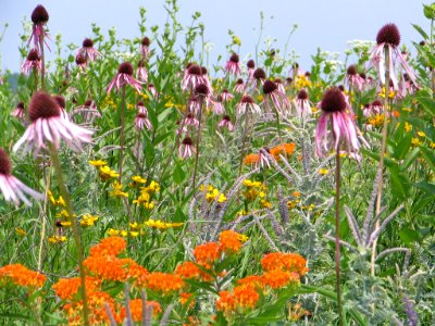 Tall grass prairie (709836035) photo