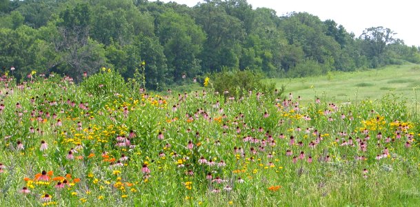 Tall grass prairie (709840283)