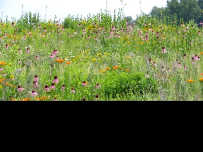 Tall grass prairie (710715204)
