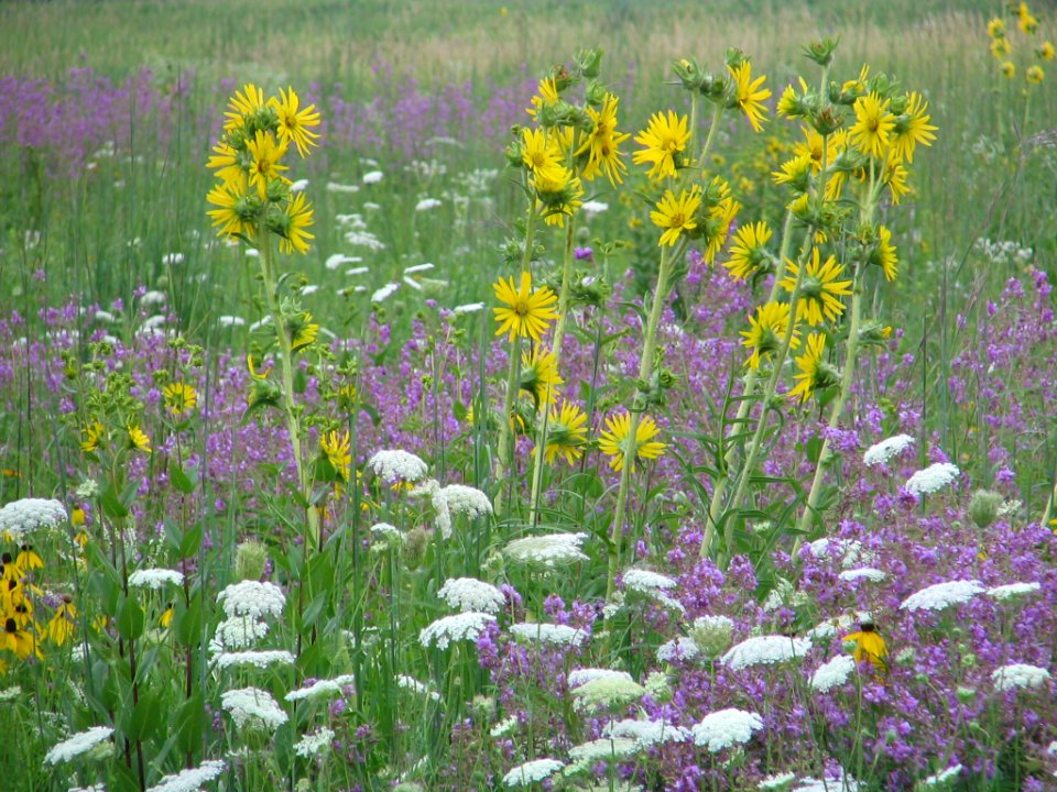 Tall grass prairie (709926617)