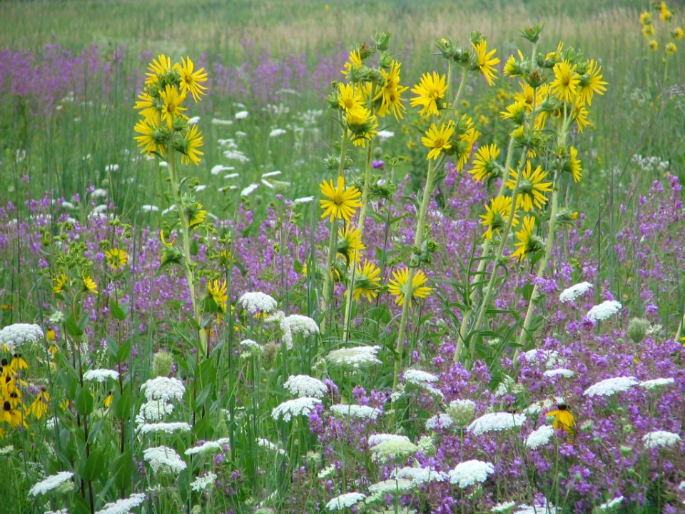 Tall grass prairie (709926617) photo