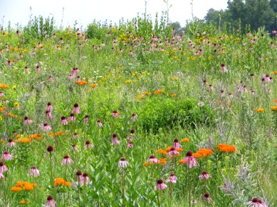 Tall grass prairie (710719358)