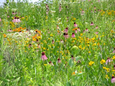 Tall grass prairie (710714274)