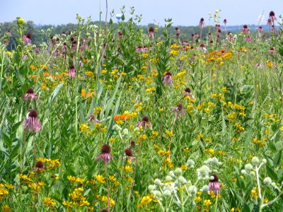 Tall grass prairie (710728750)