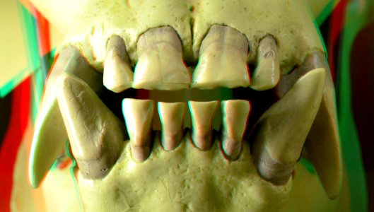 Teeth Monkey NHM Rotterdam 3D (44467478370)