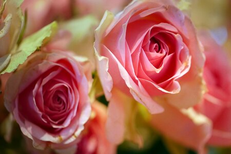 Love floral give