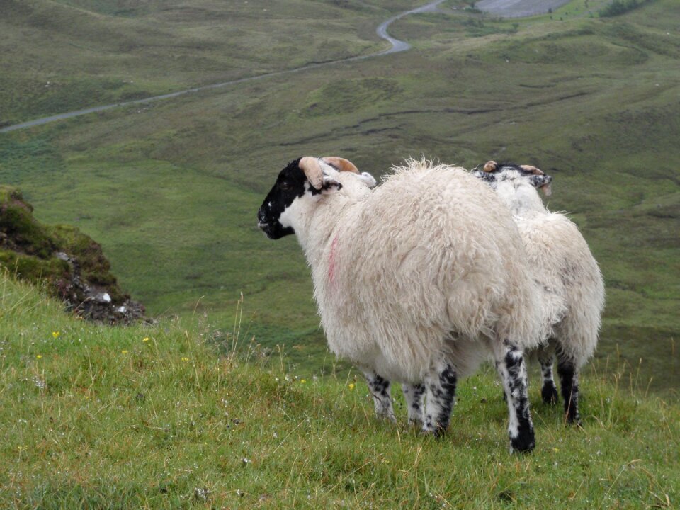 Skye grass countryside