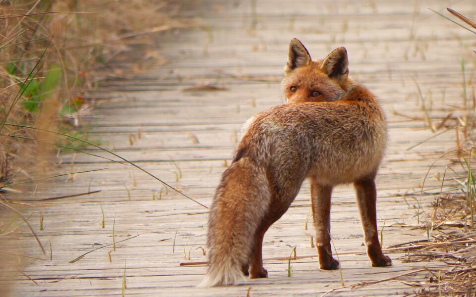 Fauna predator fox