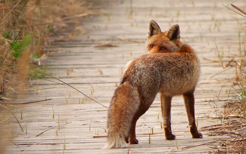 Fauna predator fox photo