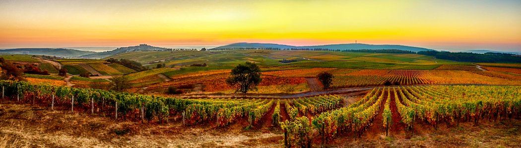 Territoire viticole de Sancerre P (43512788780)