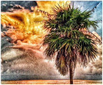 Thatch Palm (31321618853)