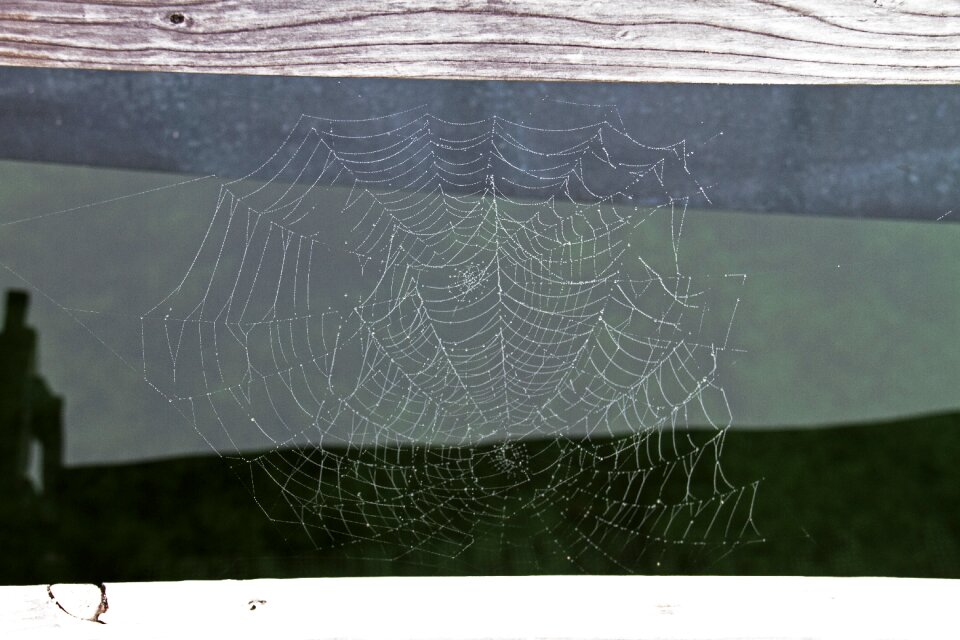Drop of water wet cobwebs