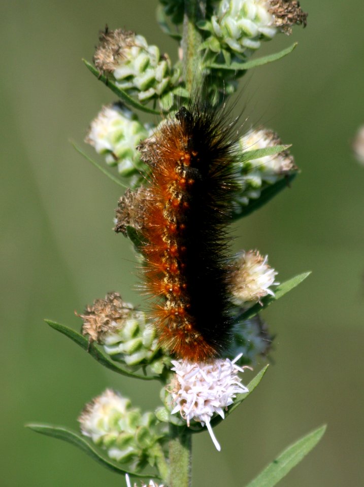 The 50 50 caterapillar (1351859717)