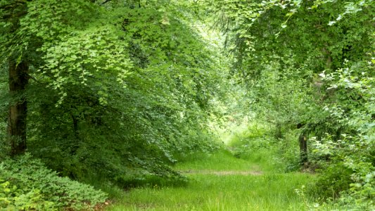 The avenue, Pant-du woodland, N Wales, UK, 2021. (51253602496)