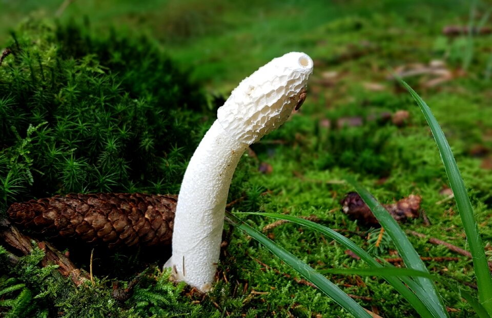 Forest floor nature tap