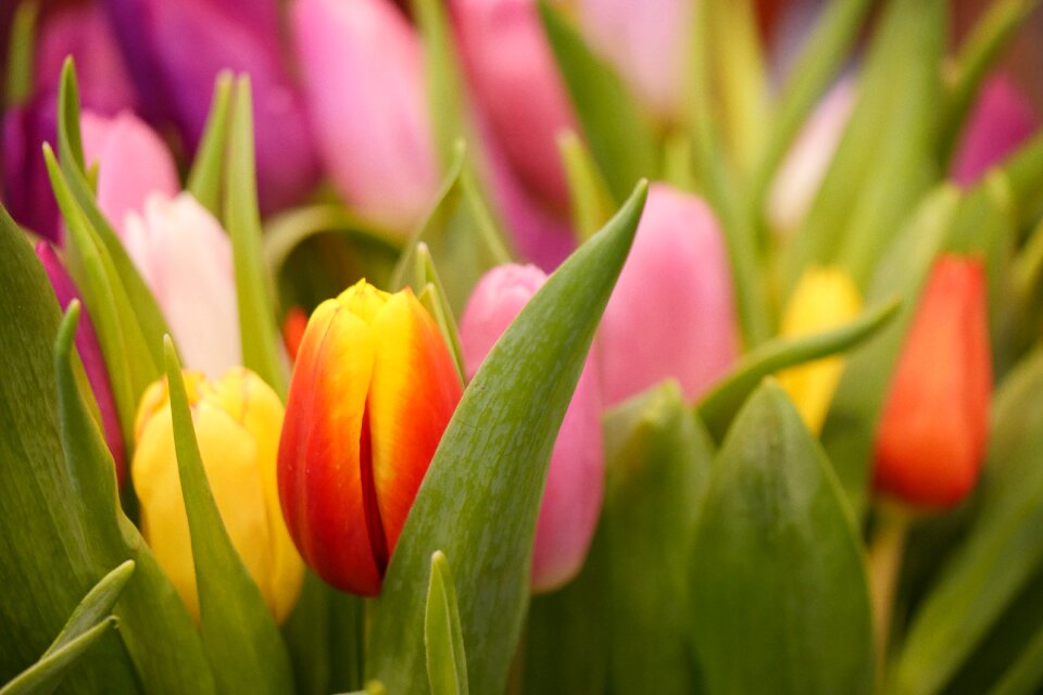 Plant garden easter