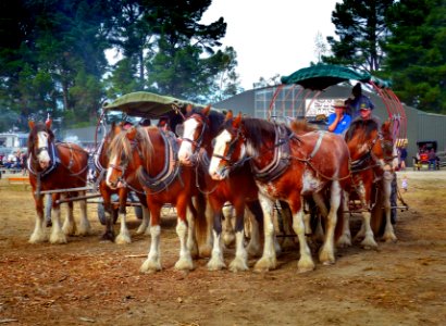 The draft horse team. (51174500032)