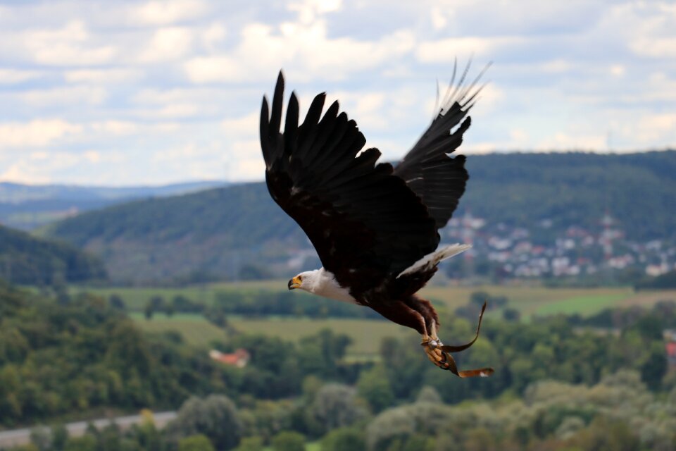 Castle guttenberg raptor falconry